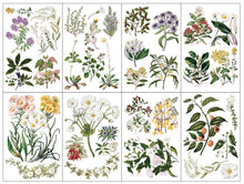 Load image into Gallery viewer, IOD SUMMER 2025 SARAH FEATON’S BOTANICALS Transfer
