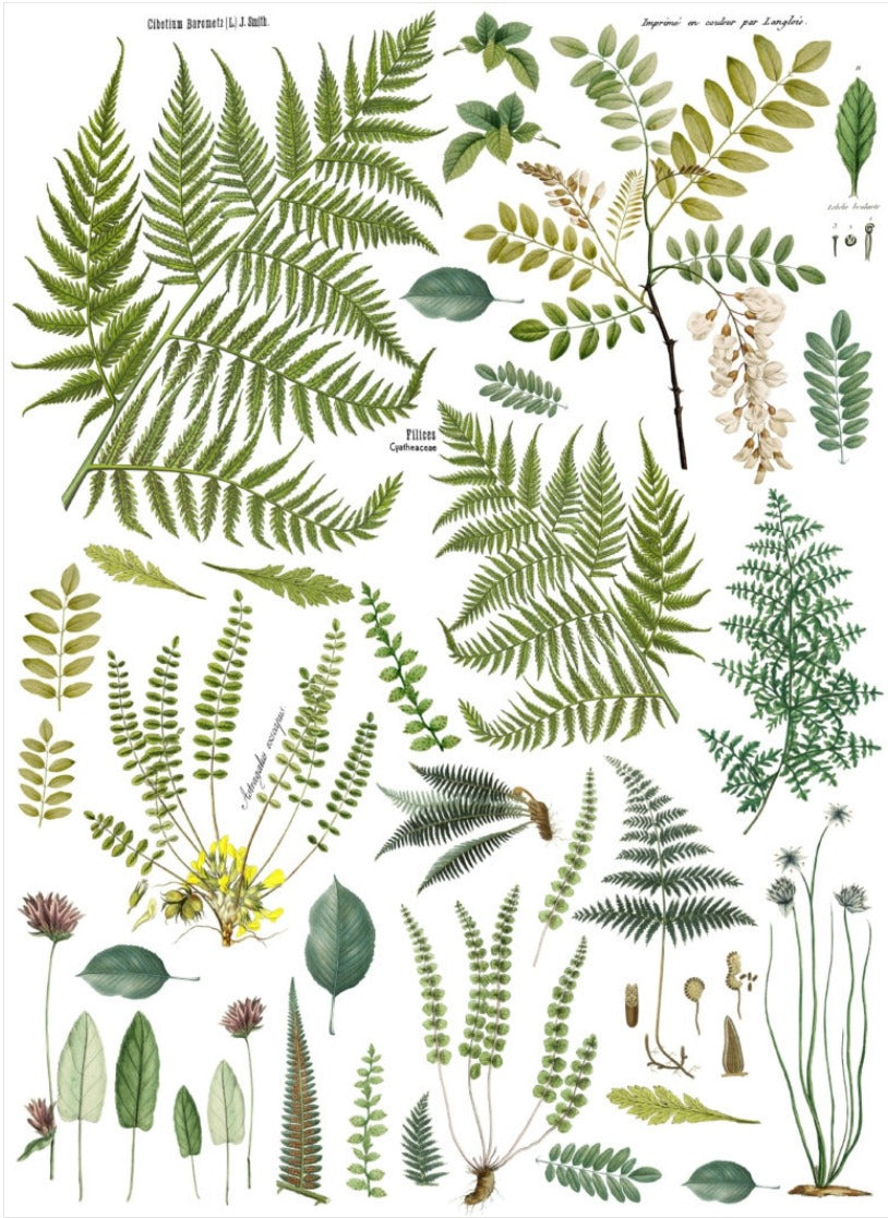 IOD FRONDS BOTANICAL 24×33 DECOR TRANSFER