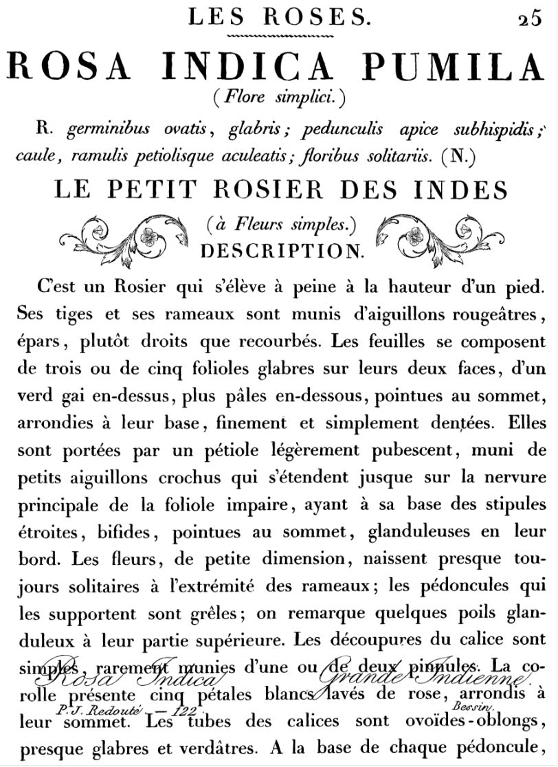 IOD LE PETIT ROSIER 24×33 DECOR TRANSF